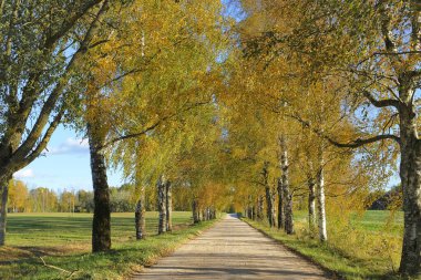 Manzaralı Sonbahar Ülke Yolu Açık Mavi Gökyüzü Altındaki Ağaçlarla Sıralanmış Huzurlu Kırsal Arazi Oluşturuyor