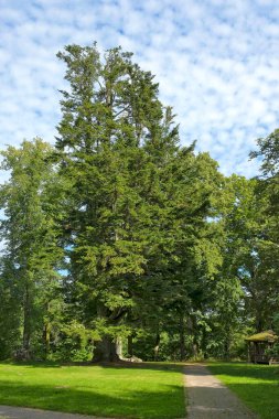 Sunny Park 'taki görkemli yaşlı firavun ağacı. Etrafı yemyeşil çimenler ve mavi gökyüzü ile çevrili. Huzurlu yaz manzarası doğal güzelliği ve barışçıl dış atmosferi yakalıyor.