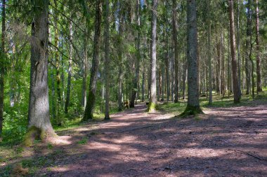 Yaz Günü Yoğun Çam ve Spruce Ormanı 'nda Gölgeli Yol, Uzun Ağaçlar ve Doğal Yeşilliklerle çevrili Huzurlu Orman Yolu