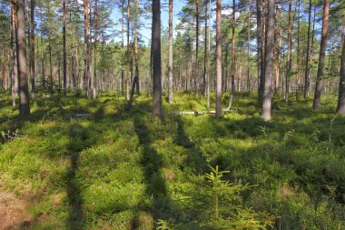 Yoğun Yeşil Çam Ormanı ve Ağaçların Arasında Süzülen Parlak Güneş Işığı