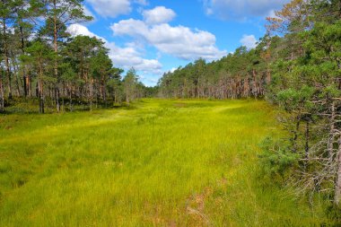 Geniş Açık Bog Vadisi Mavi Gök Altında Uzun Çam Ormanıyla çevrili Huzurlu Kuzey Sulak Arazisi