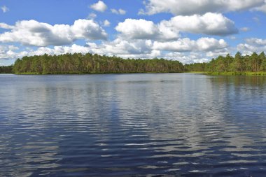 Sakin Yaz Gölü Çam Ağacı Sahil Hattı ve Huzurlu Yabanda Parlak Gökyüzü Yansımaları