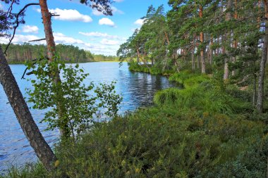 Çam ağaçları ve bereketli yaz sebzeleriyle Parlak Güneşli bir günde Manzaralı Orman Gölü Kıyısı