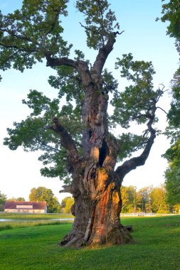 Yumuşak Yaz Günbatımından Aydınlanan Büyük Çarpık Bagajlı Antik Park Meşesi