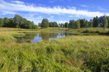 Bereketli yaz otları ve Parlak Mavi Gök 'ün Altındaki Orman Sınırı ile Sahne Çayırı Göleti