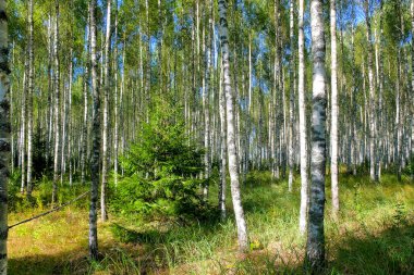 Beyaz Sandıklar ve Berrak Yeşil Alt Hikaye Huzurlu Ormanlık Alanında Parlak Birch Korusu