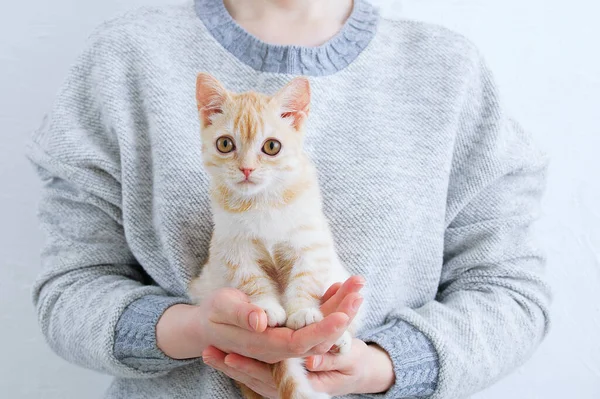 Petit Chaton Beige Dans Les Mains Une Femme Blanche — Photo