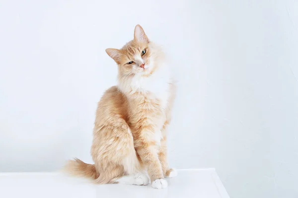 Chat Beige Mécontent Assis Sur Table Fond Blanc — Photo