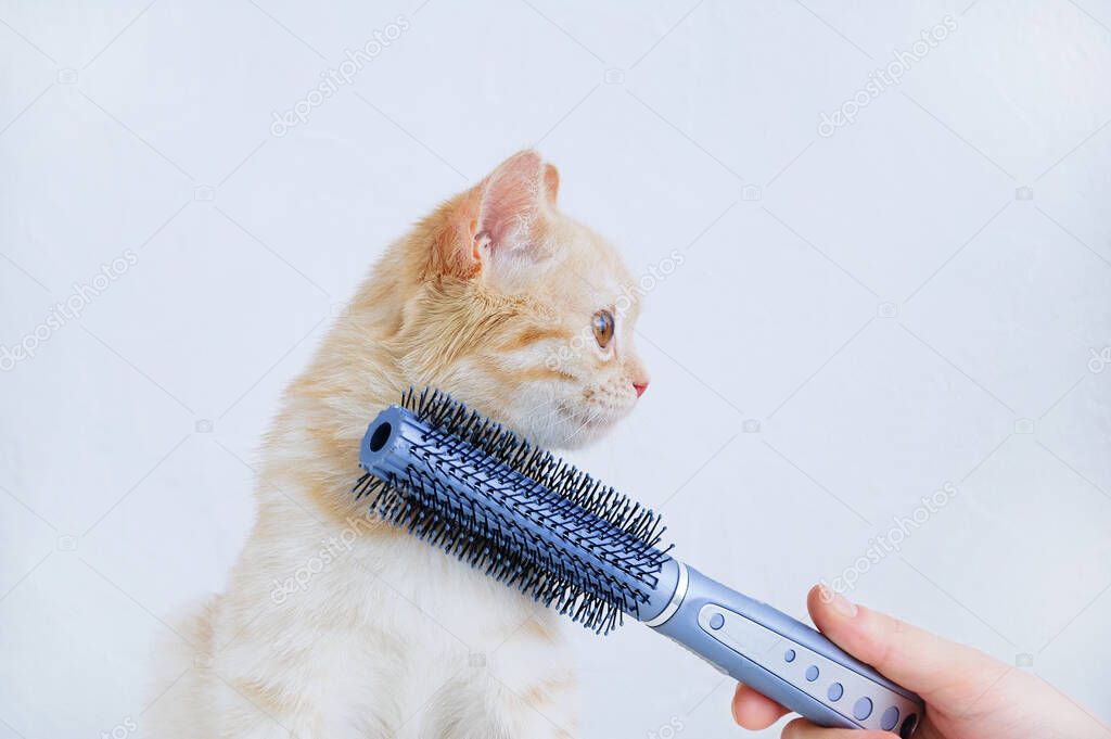 Hand of a Caucasian woman combing a small beige kitten. White background.