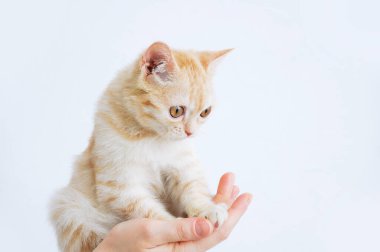 Kafkasyalı bir kadının ellerinde küçük bej renkli İskoç kedi yavrusu.