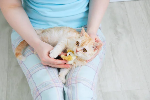 Petit Chaton Écossais Beige Trouve Sur Les Genoux Une Femme — Photo