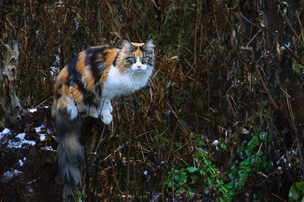 秋の午後に屋外で大メインコーン猫 — ストック写真