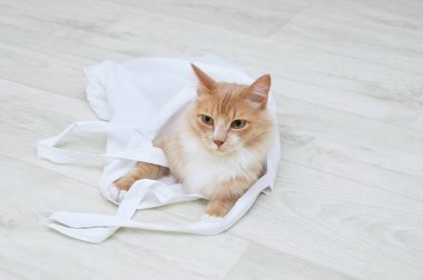 Sıfır atık. Odanın zemininde bej bir kedi, beyaz bir pamuk torba içinde, yakın plan..