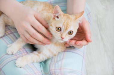 Küçük bej renkli İskoç bir kedi yavrusu yerde oturan beyaz bir kadının kucağında yatıyor..
