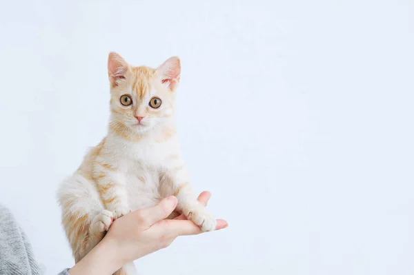 Petit Chaton Écossais Beige Assis Dans Les Mains Une Femme — Photo