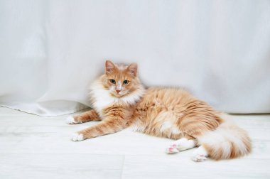 Odanın zemininde yatan bej tüylü kedi..