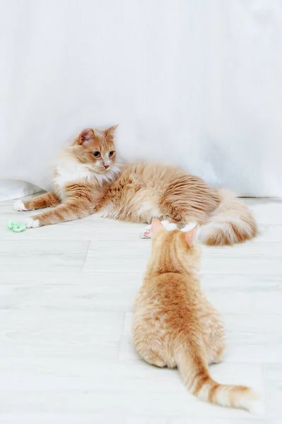 Two Beige Cats Playing Floor Room — Stock Photo, Image