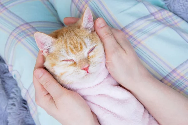 Kleines Beiges Schottisches Kätzchen Liegt Schlafend Auf Dem Schoß Einer — Stockfoto