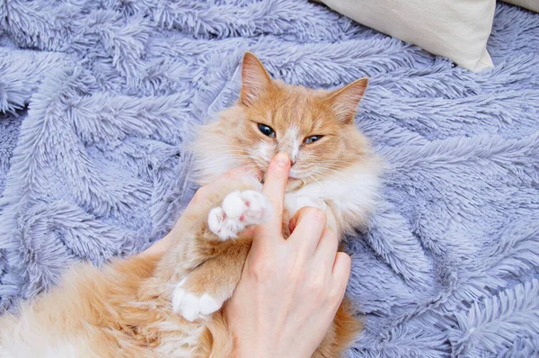 一个白种人的手在和一只姜汁绒毛猫玩 一只手指在鼻子上 — 图库照片