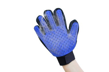 Elindeki evcil hayvan kıllarını taramak için mavi lastik eldiven. Beyaz arkaplan.