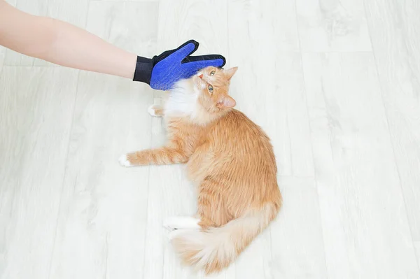 Pentear Pele Uma Luva Gato Bege Para Pêlos Estimação Mão — Fotografia de Stock