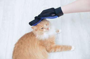 Beyaz kadın, bej kedi eldiveniyle kürk tarıyor..