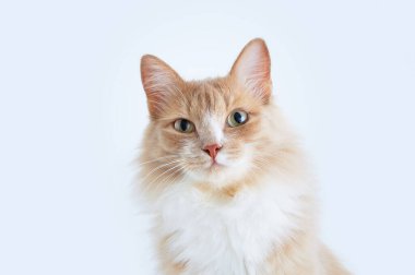 Bej bir kedinin portresi. Yukarı bak. Beyaz arkaplan.