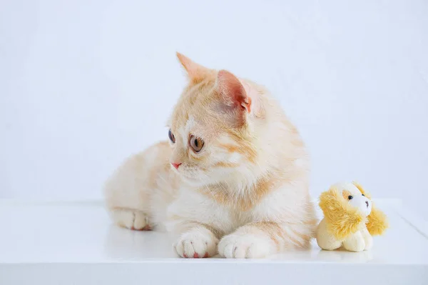 一只米色的苏格兰小猫和一只小玩具狗坐在桌子上的画像 — 图库照片
