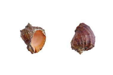 Büyük kahverengi deniz kabuğu. Beyaz izole edilmiş. Ön görünüm arka plan.