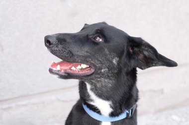 Siyah bir köpek. Yakın plan portre. Evsiz hayvanlar.