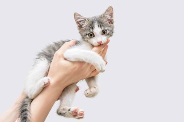 Kafkasyalı bir kadının elinde küçük gri beyaz bir kedi yavrusu ısırır..