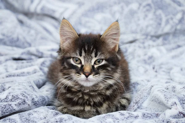灰蒙蒙忧郁的小猫咪坐在灰蒙蒙的格子花上 — 图库照片