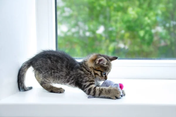 一只灰色的小猫用柔软的玩具在窗台上玩耍 — 图库照片