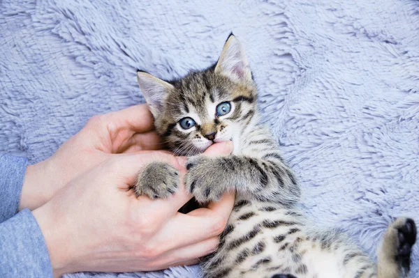 Small Gray Kitten Close Bites Hands Caucasian Woman — Stock Photo, Image