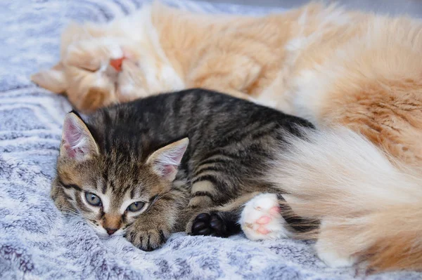 Small Gray Kitten Adult Cat Lie Embrace Bed — Stock Photo, Image