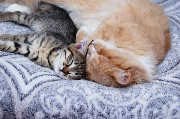 Small Gray Kitten Adult Cat Sleeping Close Lying Bed — Stock Photo, Image