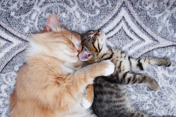 A small gray kitten and an adult cat are sleeping close up lying on the bed. View from above.