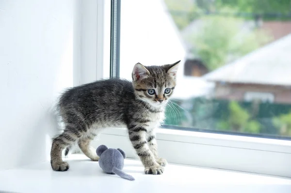 Small Gray Kitten Plays Windowsill Soft Toy Mouse Close — Stock Photo, Image