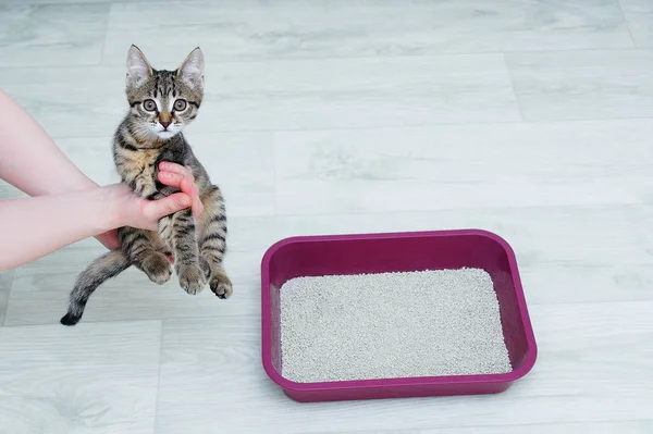 Cat Litter Training Little Kitten Kitten Hands Caucasian Woman — Stock Photo, Image