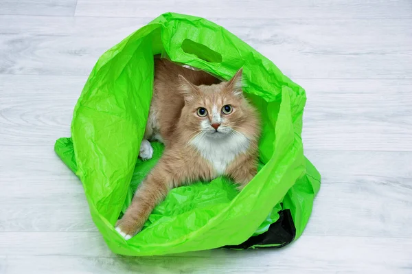 Beige cat in a green plastic bag lying on the floor of the room.