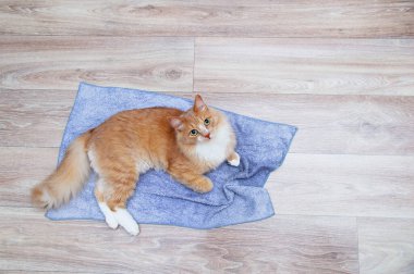 Ginger kedi, odanın zeminindeki gri halıda yatıyordu. Yukarıdan görüntüle.