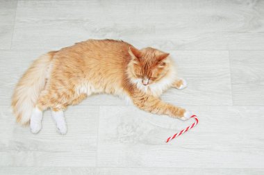Kızıl kedi, beyaz ahşap bir zeminde Noel karamel kamışı ile yatıyor..