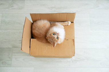 Kızıl kedi odadaki bir karton kutunun üzerinde yatıyor. Kameraya bakıyorum. Yukarıdan görüntüle.