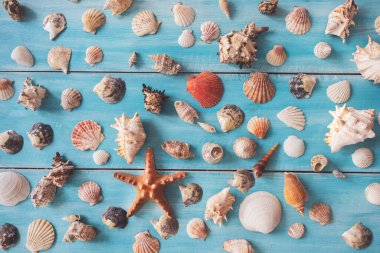 Mavi ahşap zemin üzerinde birçok güzel deniz kabuğu, üst manzara