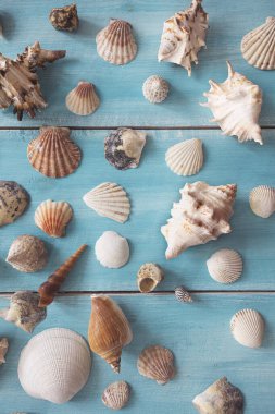 Mavi ahşap zemin üzerinde birçok güzel deniz kabuğu, üst manzara