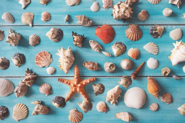 Mavi ahşap zemin üzerinde birçok güzel deniz kabuğu, üst manzara