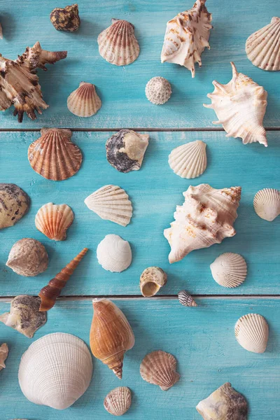 Mavi ahşap zemin üzerinde birçok güzel deniz kabuğu, üst manzara