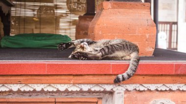 Tatlı ve tembel gri sokak kedisi Bali Tapınağı 'nın dışında baş aşağı uyuyup duruyor.