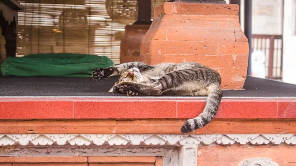 Schattig en lui grijs verdwaalde kat slapen ondersteboven in een grappige houding, buiten een Balinese tempel — Stockfoto