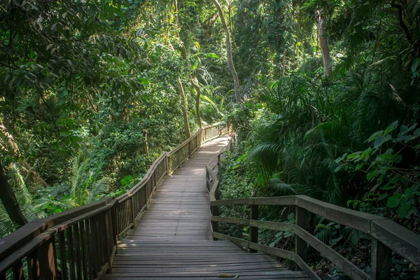 Деревянная дорожка, найденная в священном обезьяньем лесу в Убуде, окружена пышными зелеными деревьями и растительностью. Бали Индонезия — стоковое фото